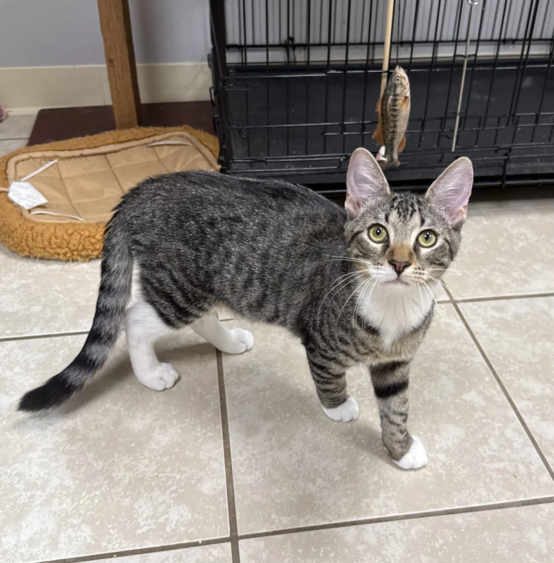 Dell - Domestic Short Hair