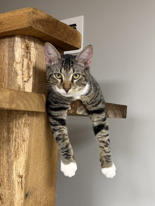 Dell, Domestic Short Hair / Mixed