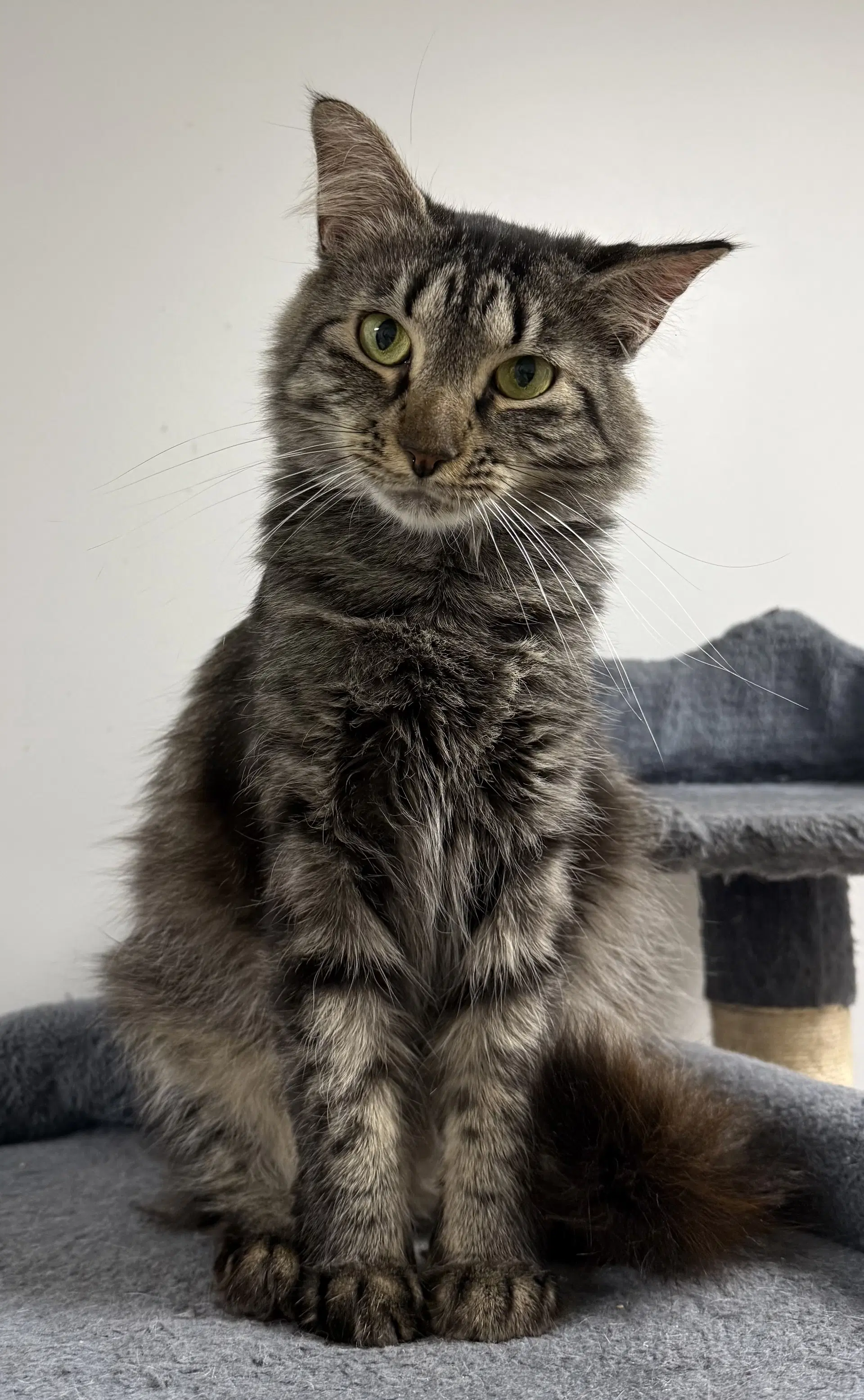 Bandcamp - Domestic Medium Hair