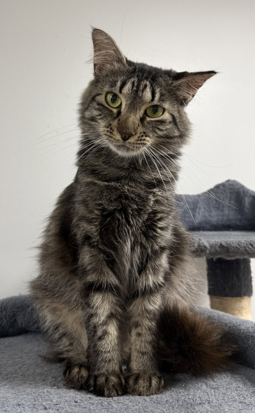 Bandcamp, a cat for adoption from Helping Overpopulation of Pets End