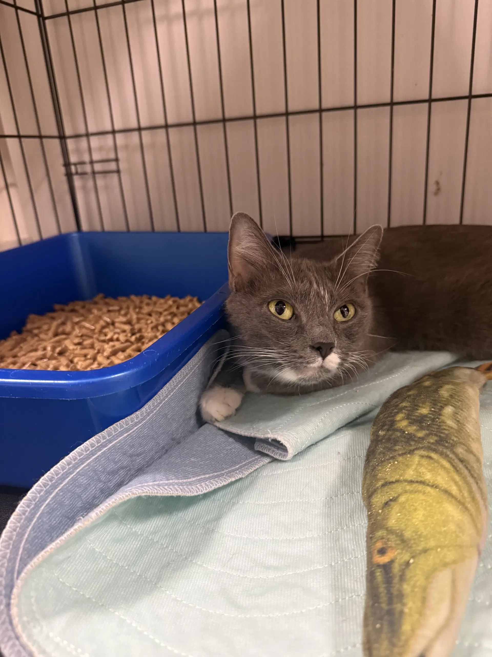 Ursula - Domestic Short Hair