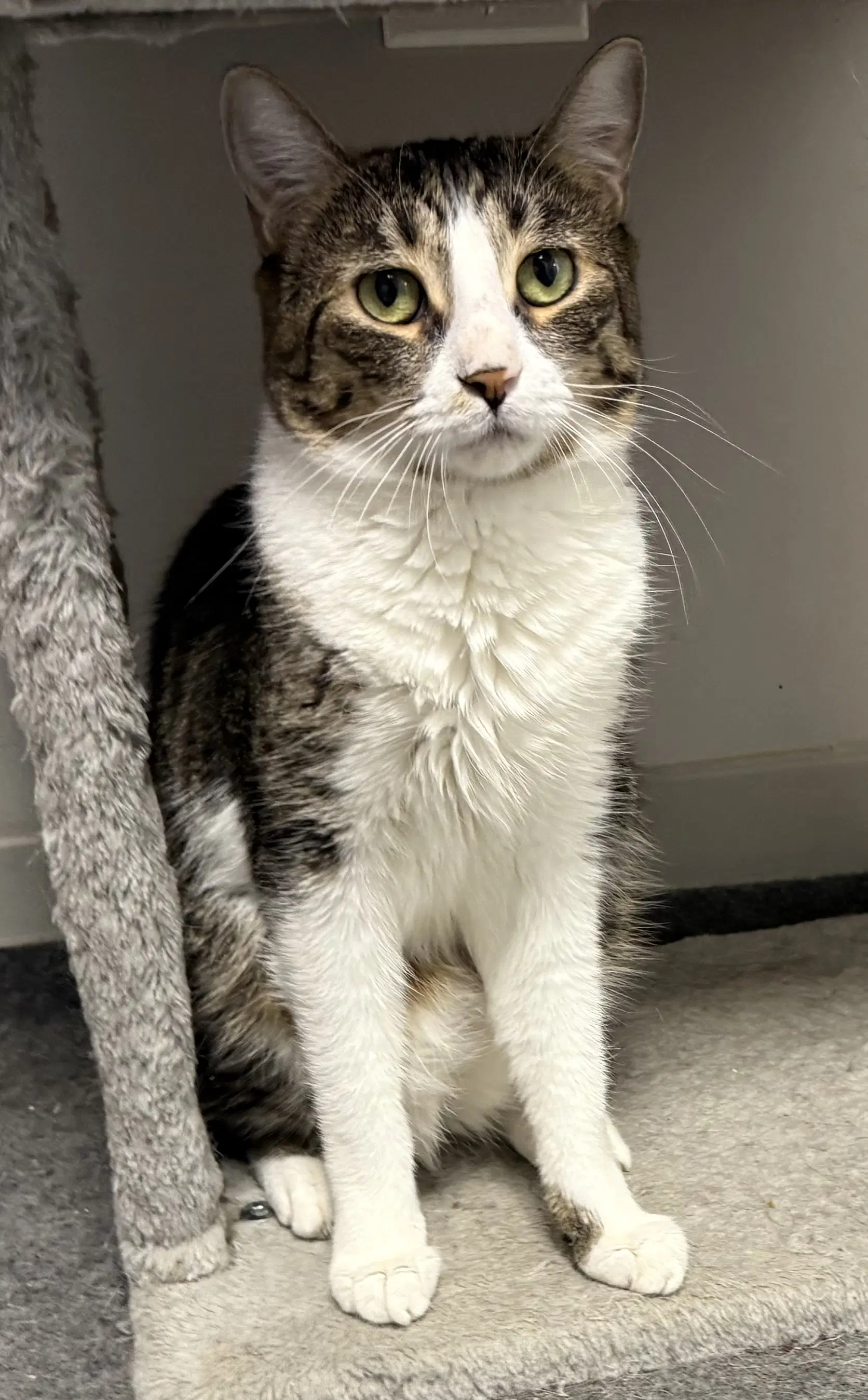 Boing - Domestic Short Hair