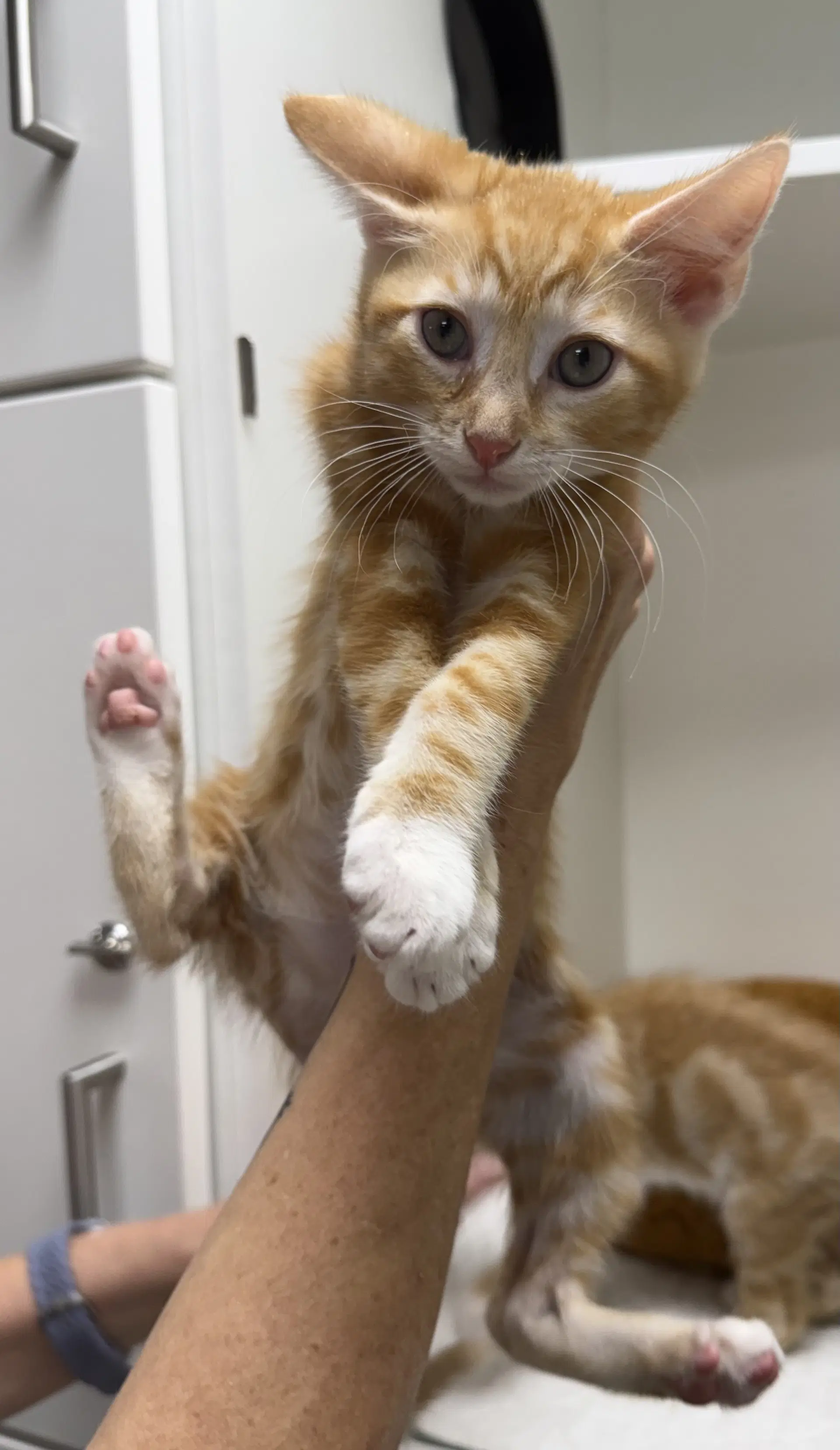 Fru Fru - Domestic Short Hair