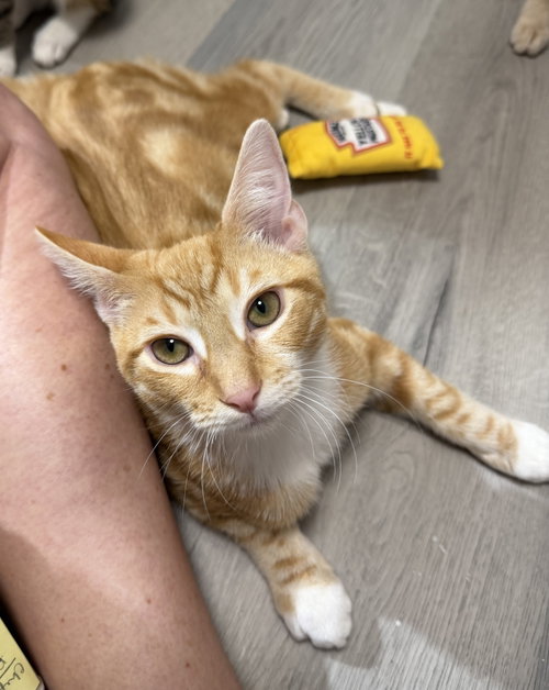 Fru Fru, Domestic Short Hair