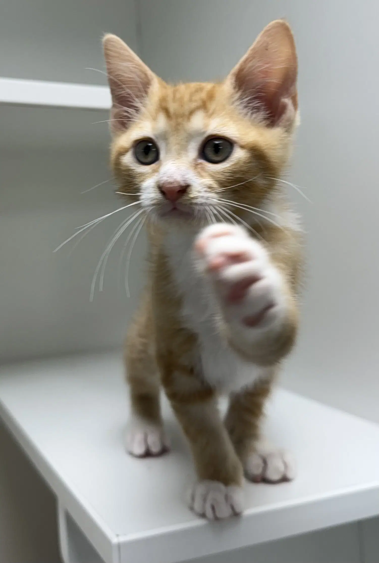 Nanji - Domestic Short Hair