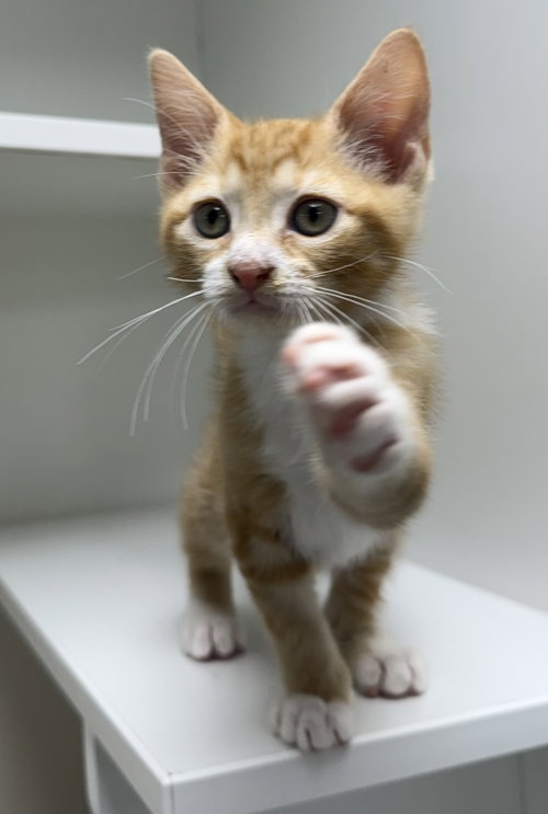 Nanji, a cat for adoption from Helping Overpopulation of Pets End