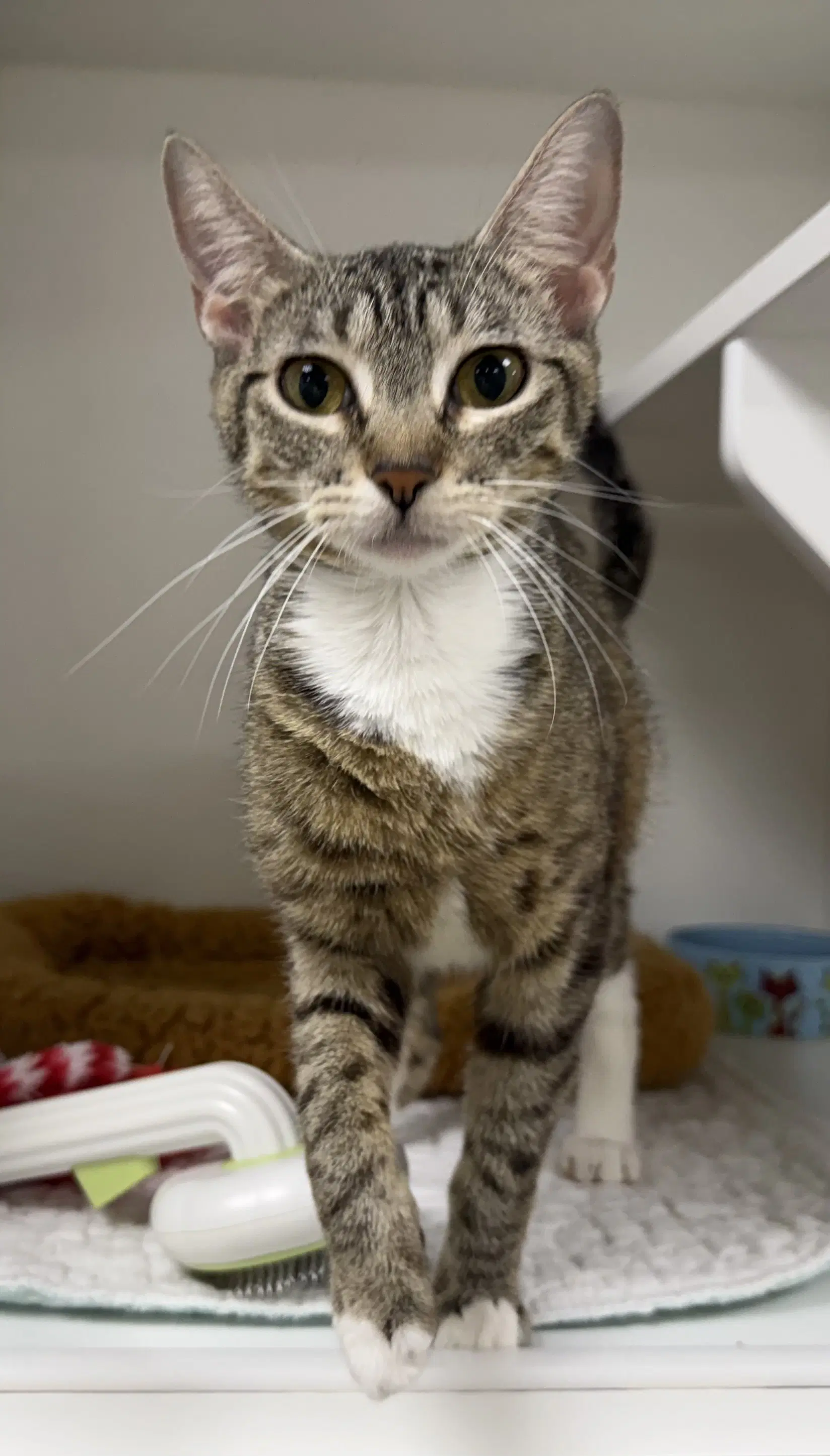 Oracle - Domestic Short Hair