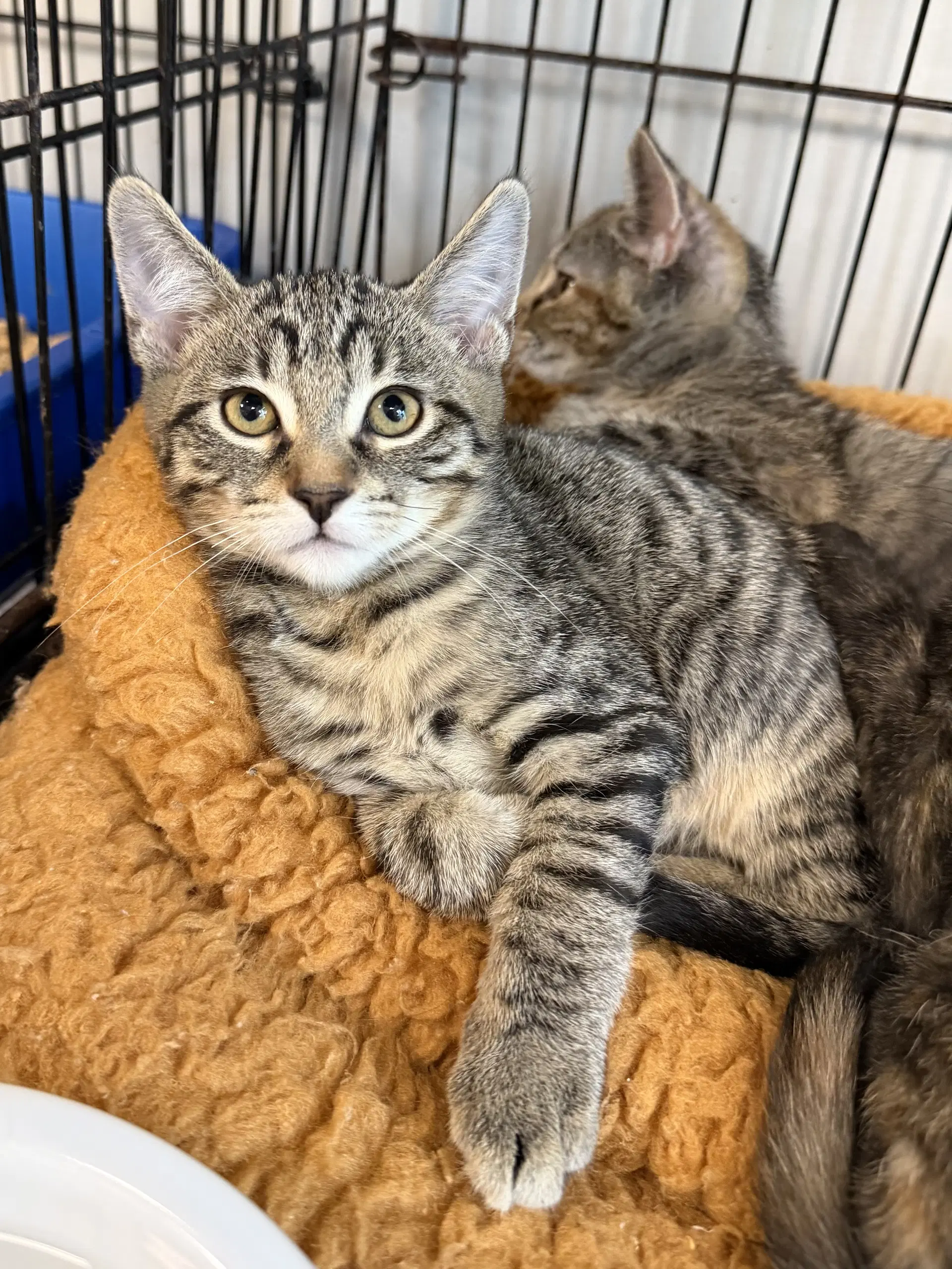 Sword - Domestic Short Hair