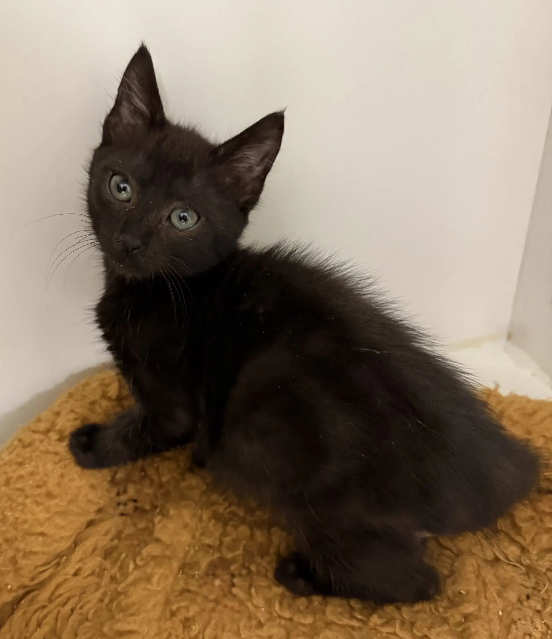 Wickles - Domestic Short Hair