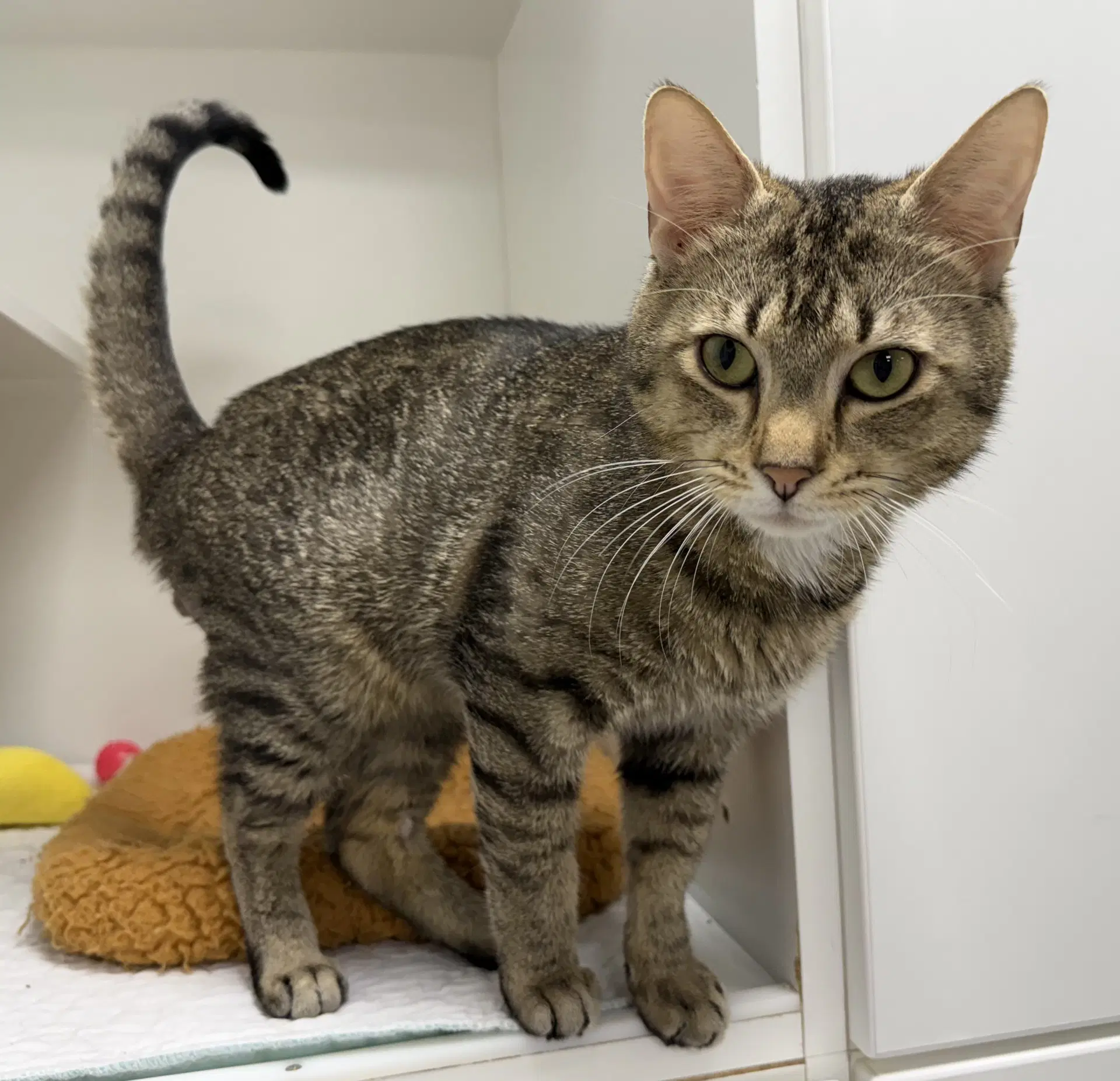 Lestat - Domestic Short Hair