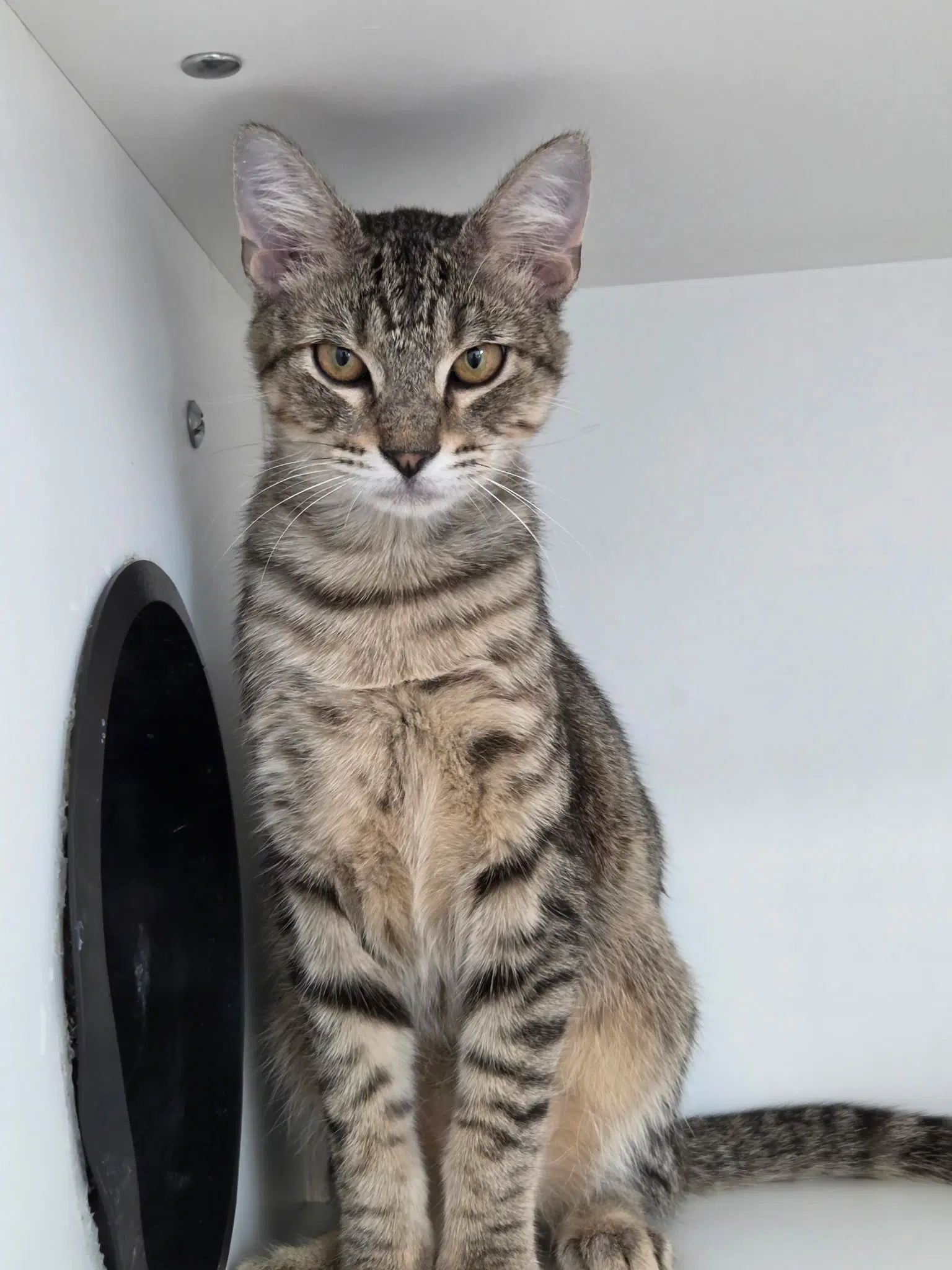 Aoife - Domestic Short Hair