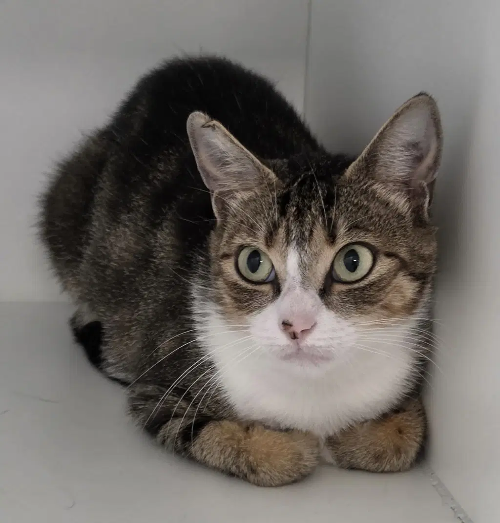 Abby Normal - Domestic Short Hair