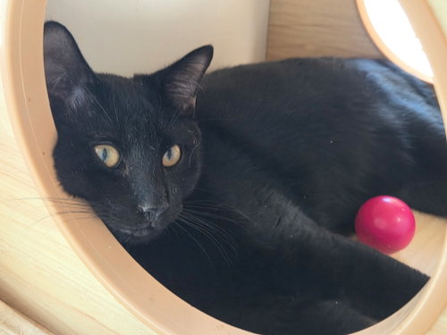 Baked Beans, a cat for adoption from Helping Overpopulation of Pets End