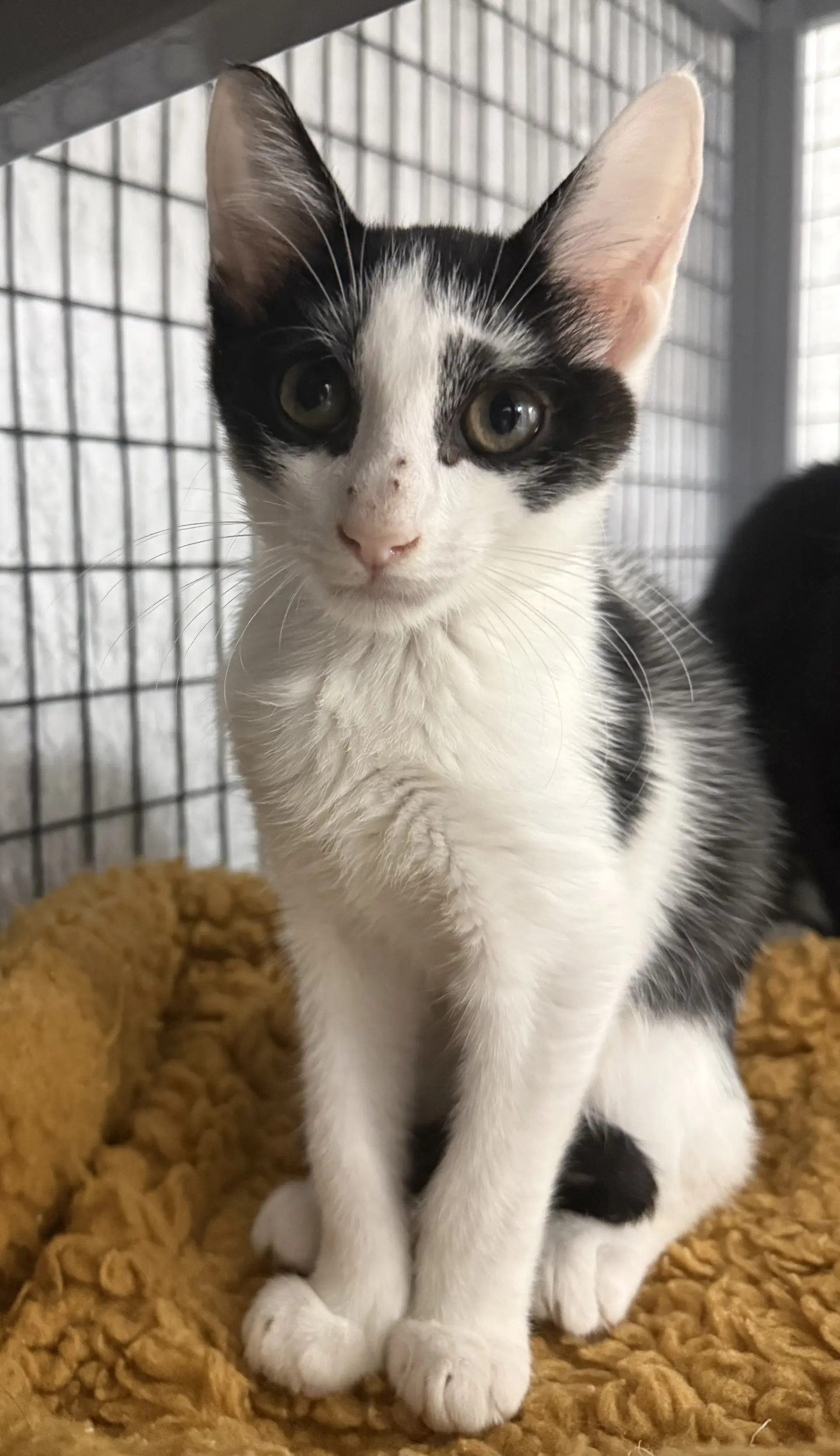 Popcorn Shrimp - Domestic Short Hair