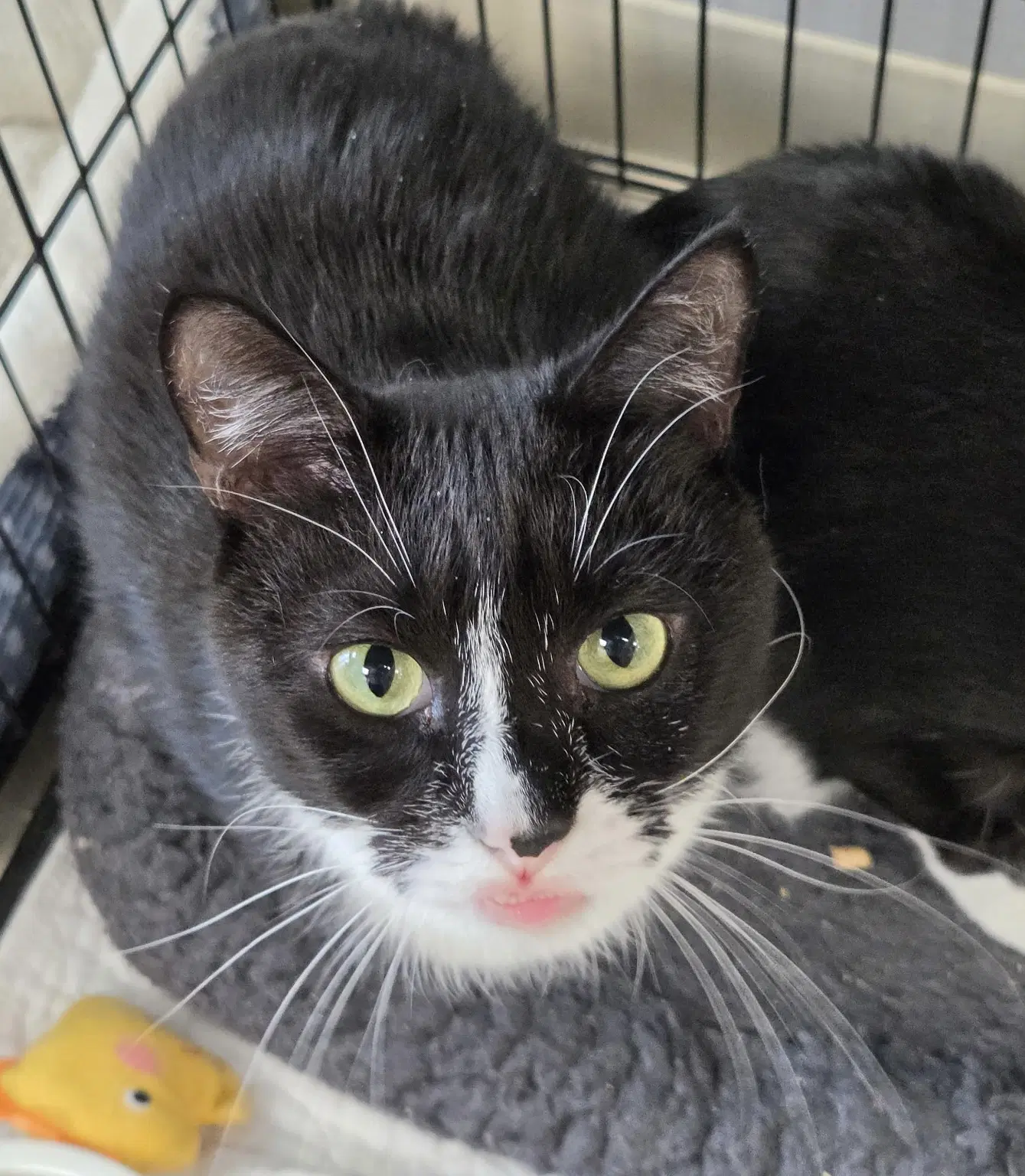 Mister K - Domestic Short Hair