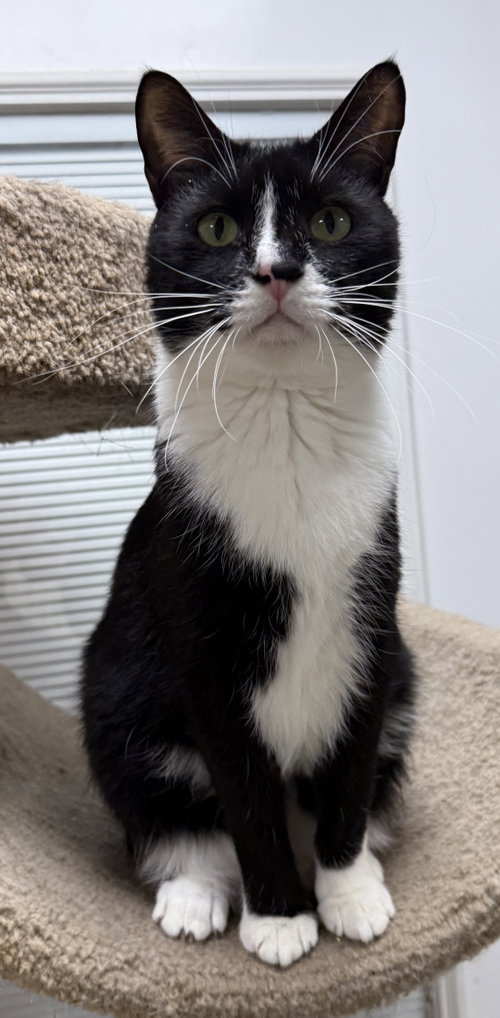 Mister K, a cat for adoption from Helping Overpopulation of Pets End