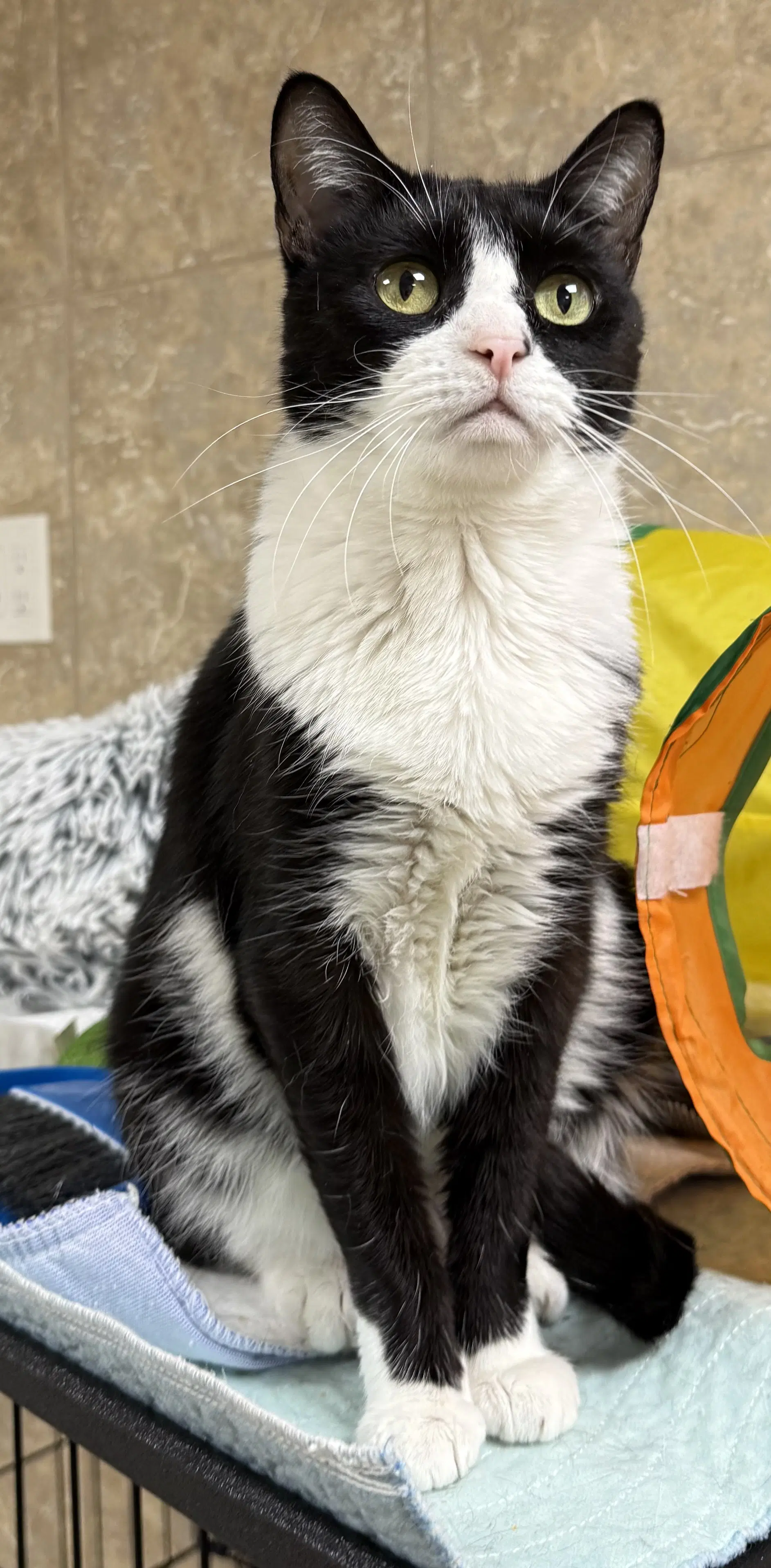 Missy K - Domestic Short Hair