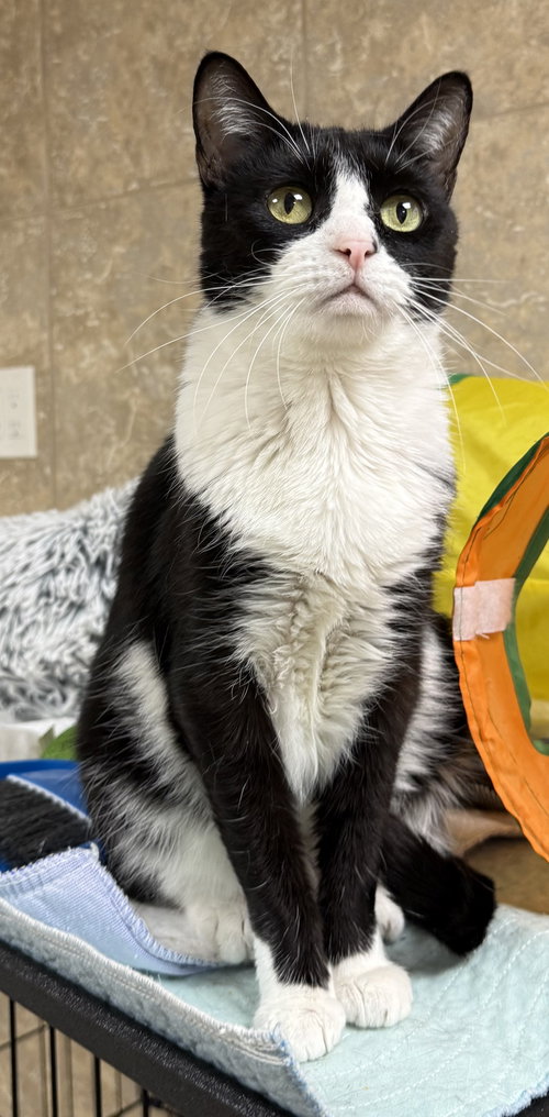 Missy K, a cat for adoption from Helping Overpopulation of Pets End