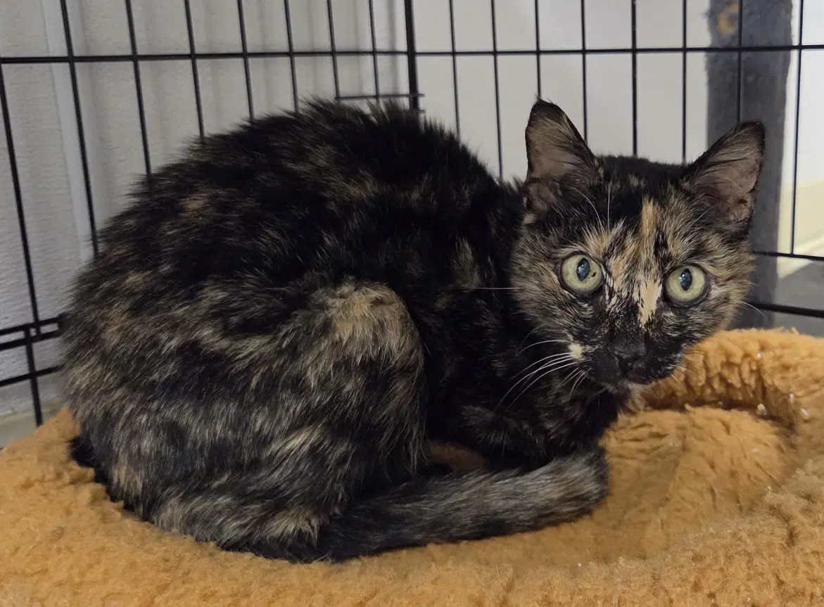 Kiza - Domestic Short Hair