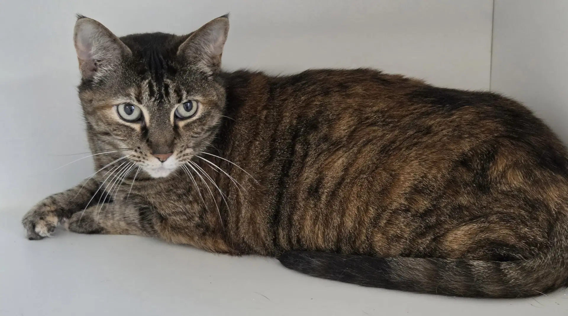 Whimsy - Domestic Short Hair
