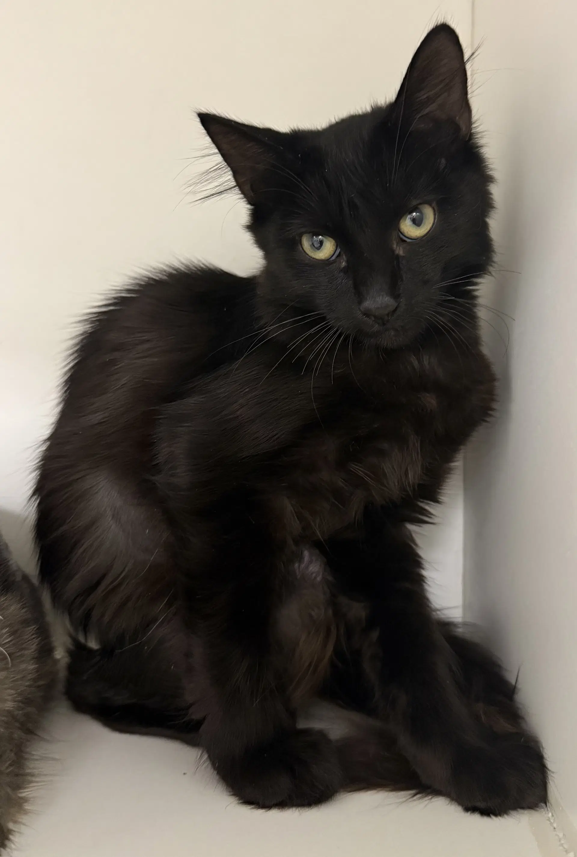 Meter Maid - Domestic Short Hair