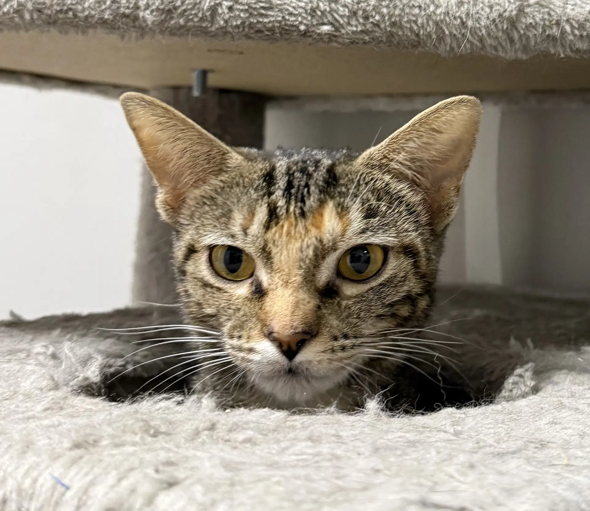 Westfall image 4