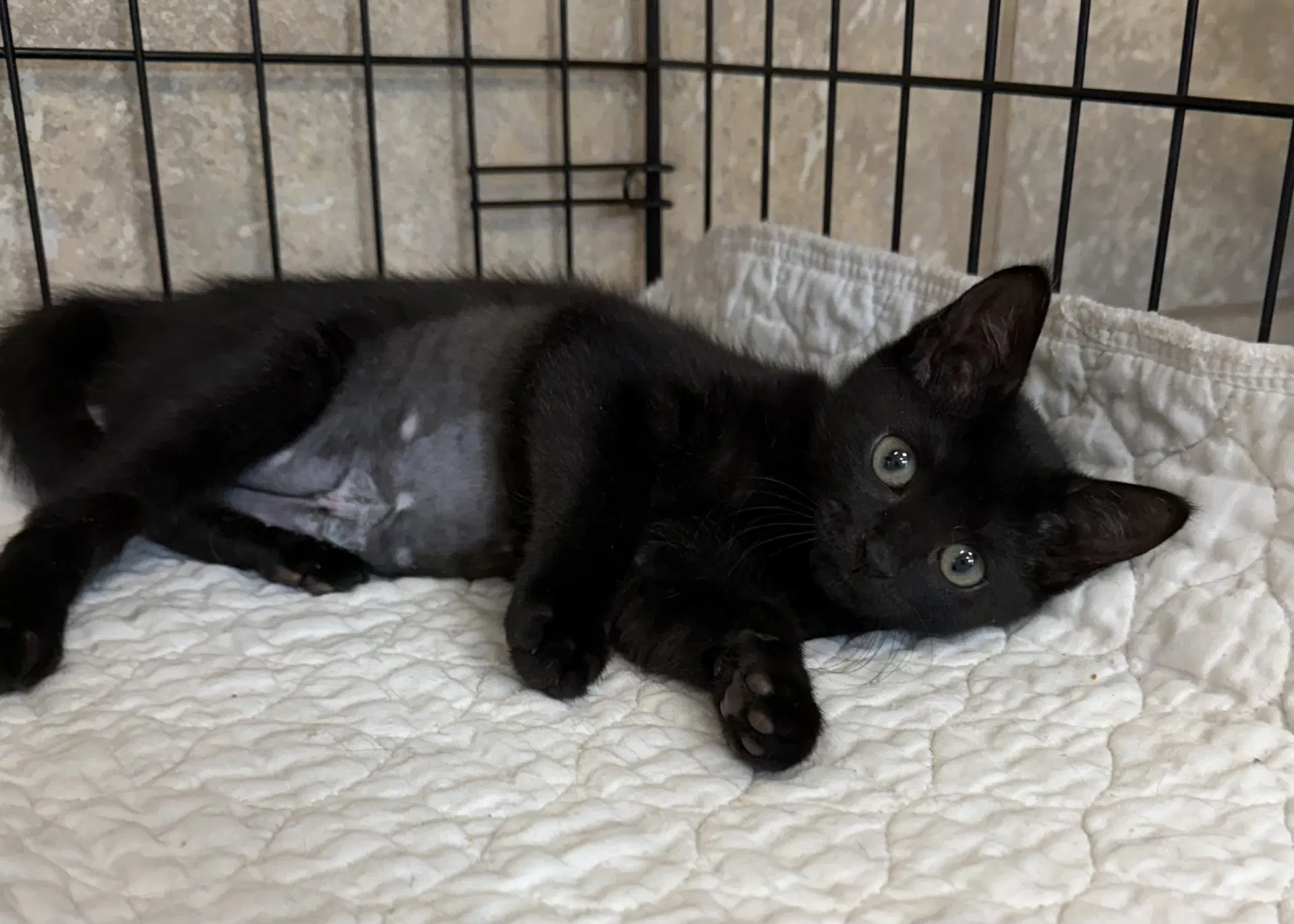 Virginia Slims - Domestic Short Hair