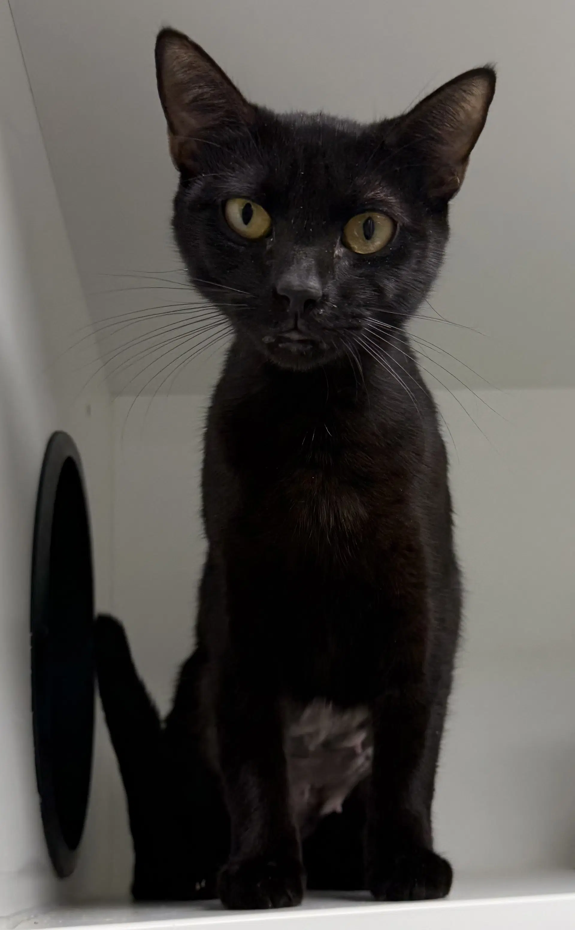 Inkberry - Domestic Short Hair