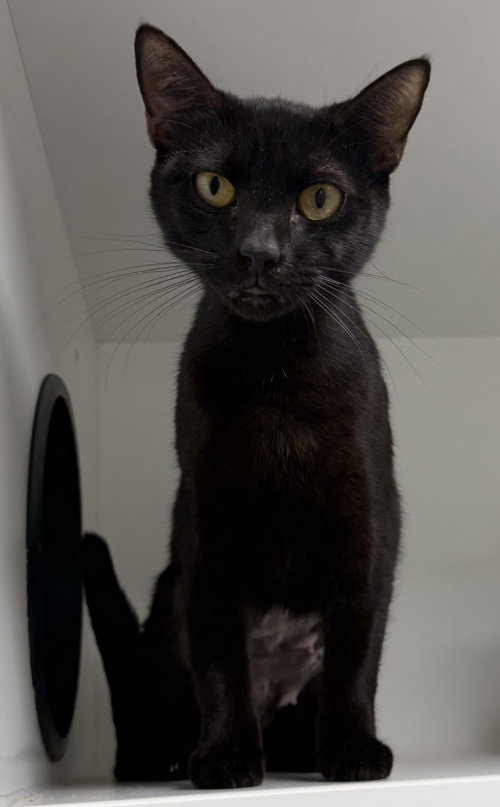 Inkberry, a cat for adoption from Helping Overpopulation of Pets End