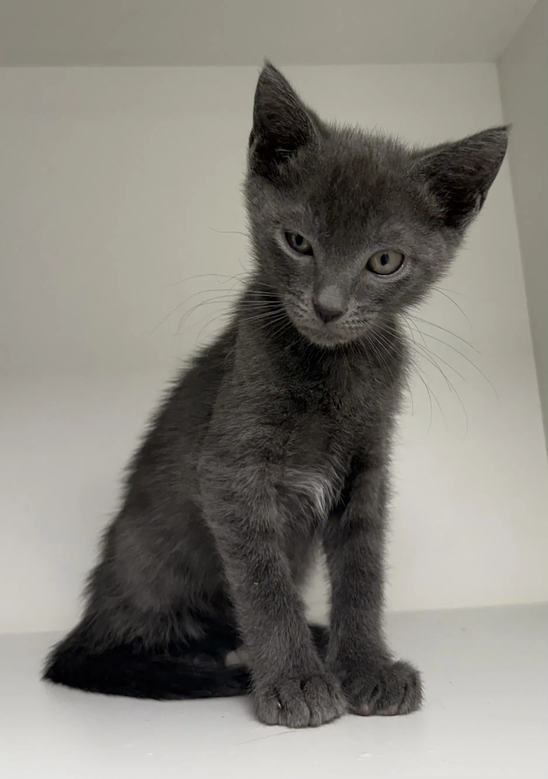 Ibesia - Domestic Short Hair