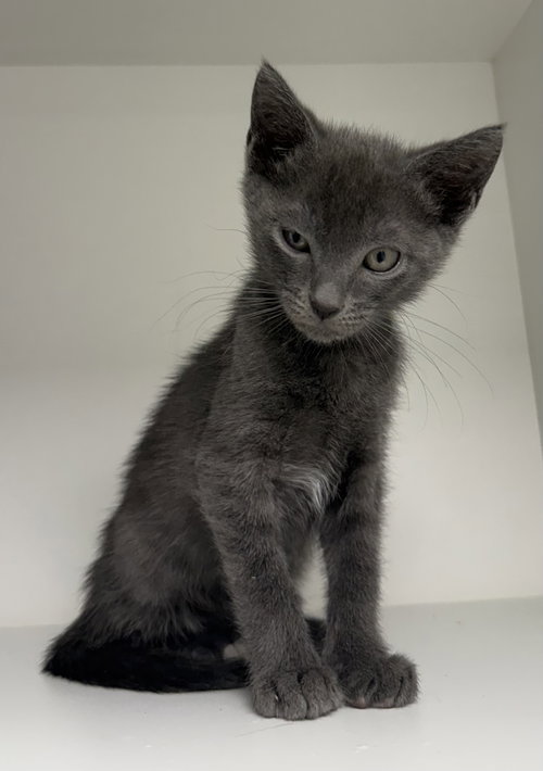 Ibesia, a cat for adoption from Helping Overpopulation of Pets End