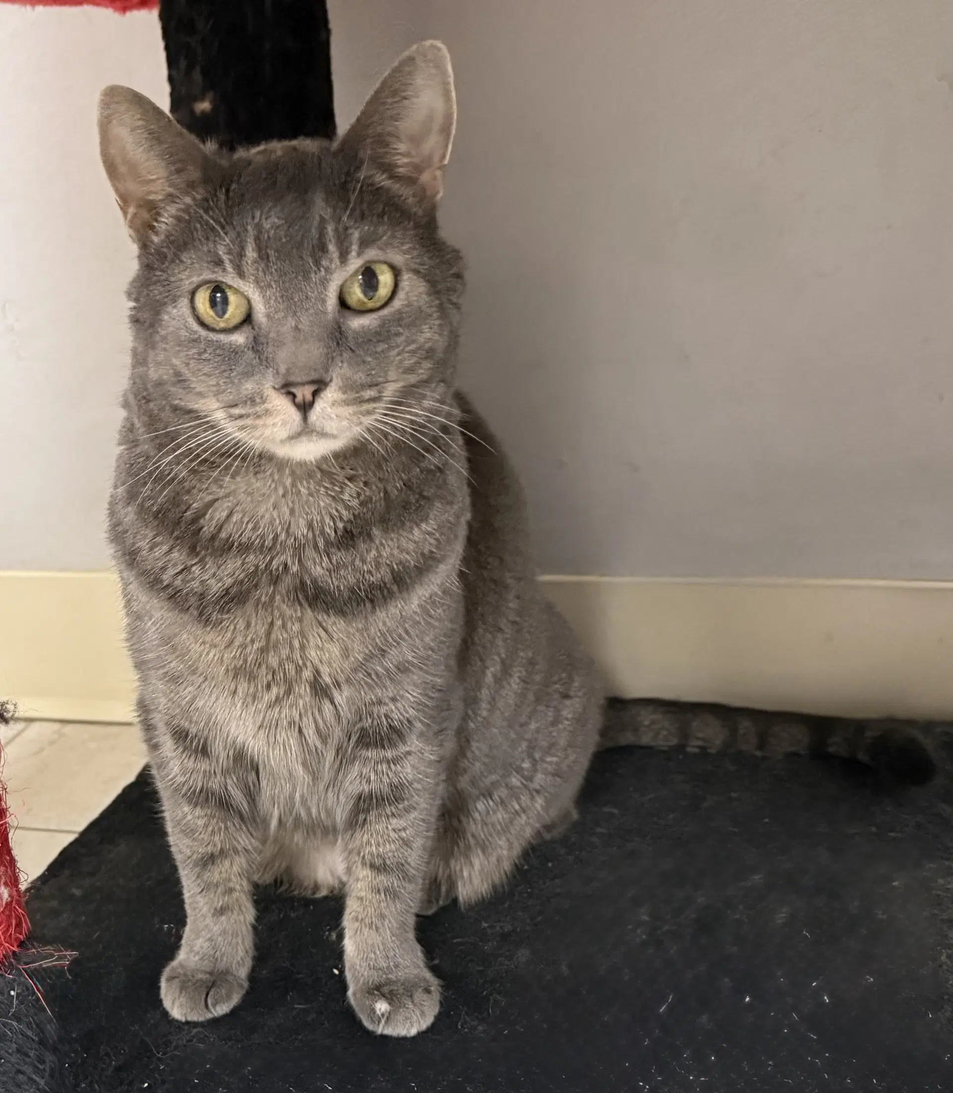 Julep - Domestic Short Hair