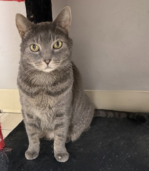 Julep, a cat for adoption from Helping Overpopulation of Pets End