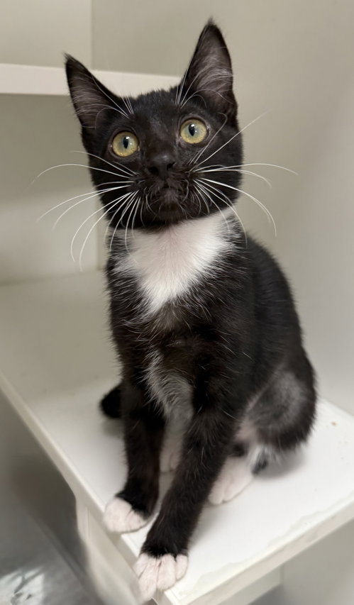 Bretti Yetti, a cat for adoption from Helping Overpopulation of Pets End