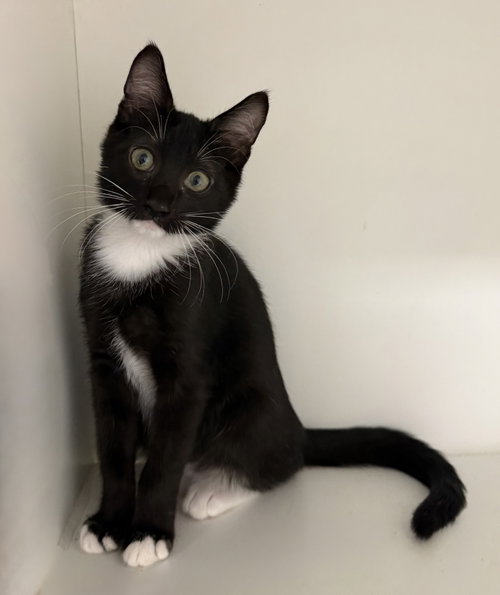 Fuddle Wuddle, a cat for adoption from Helping Overpopulation of Pets End