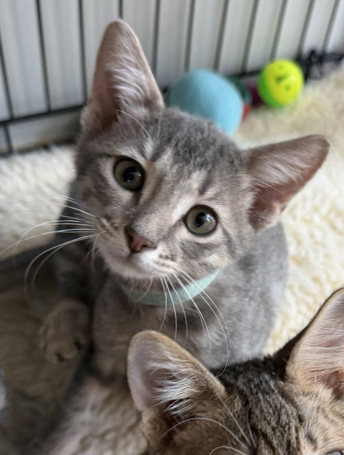 Zodihop, Domestic Short Hair / Mixed