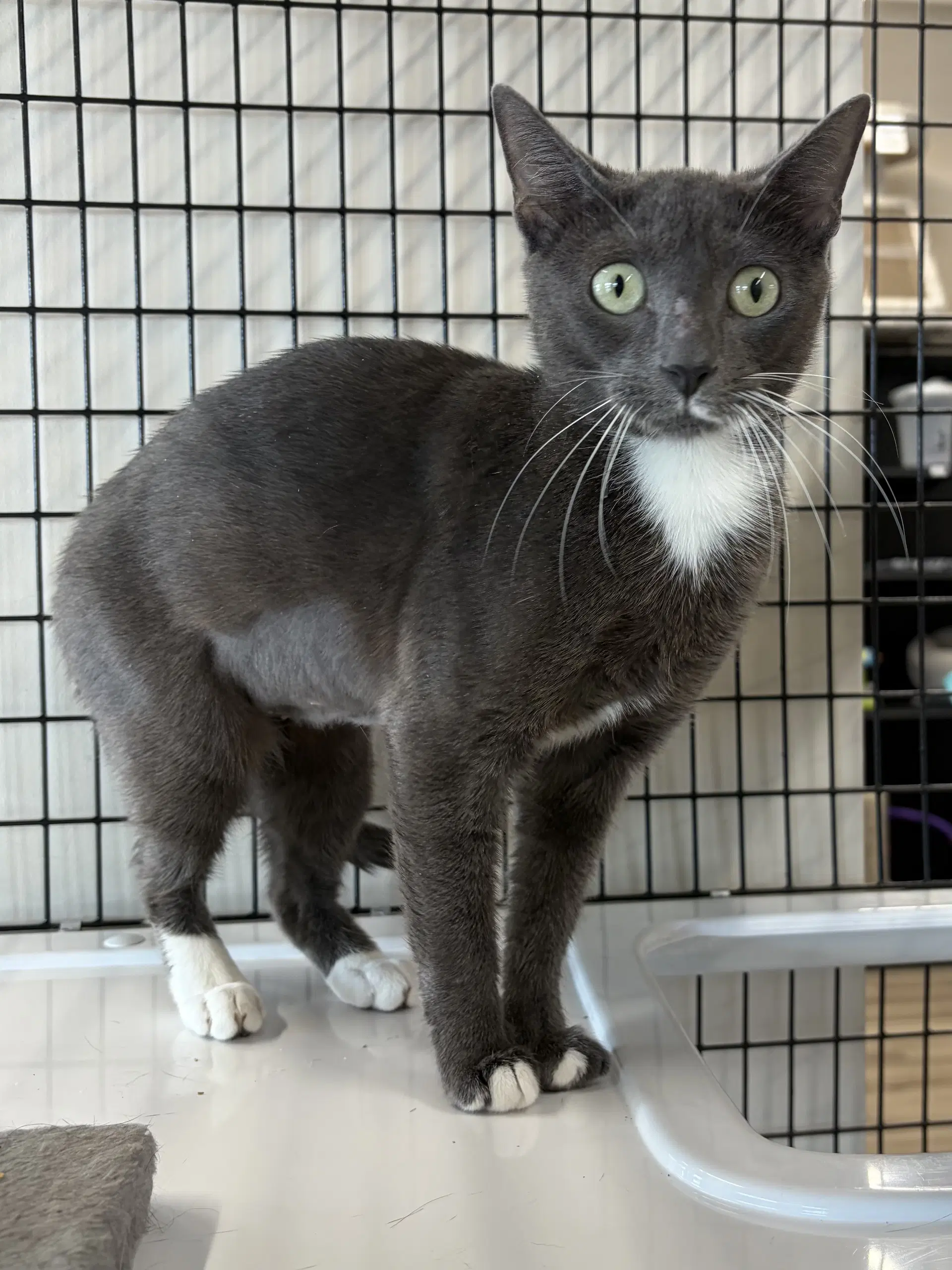 Oaklie - Domestic Short Hair