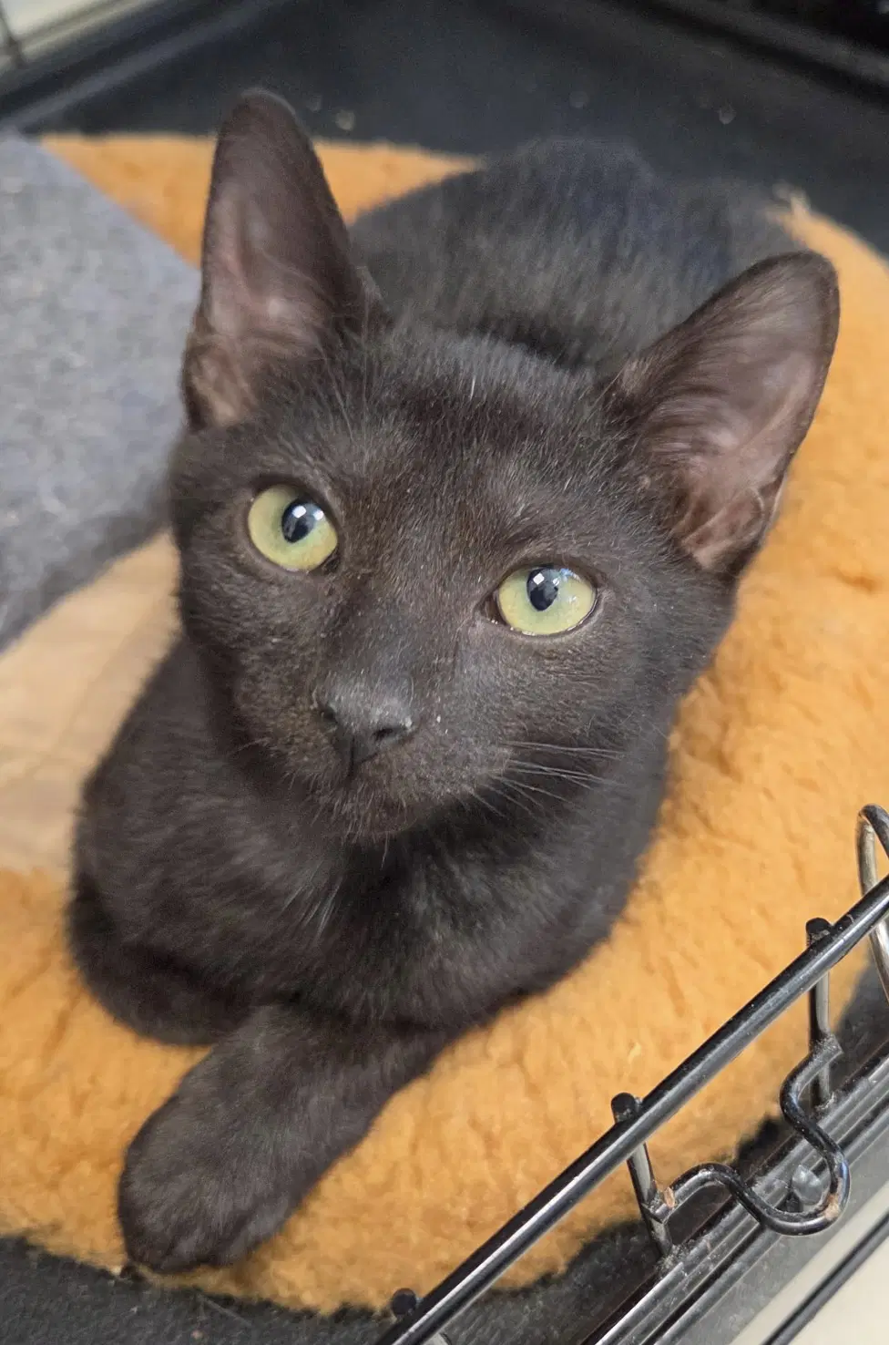 Gopi - Domestic Short Hair