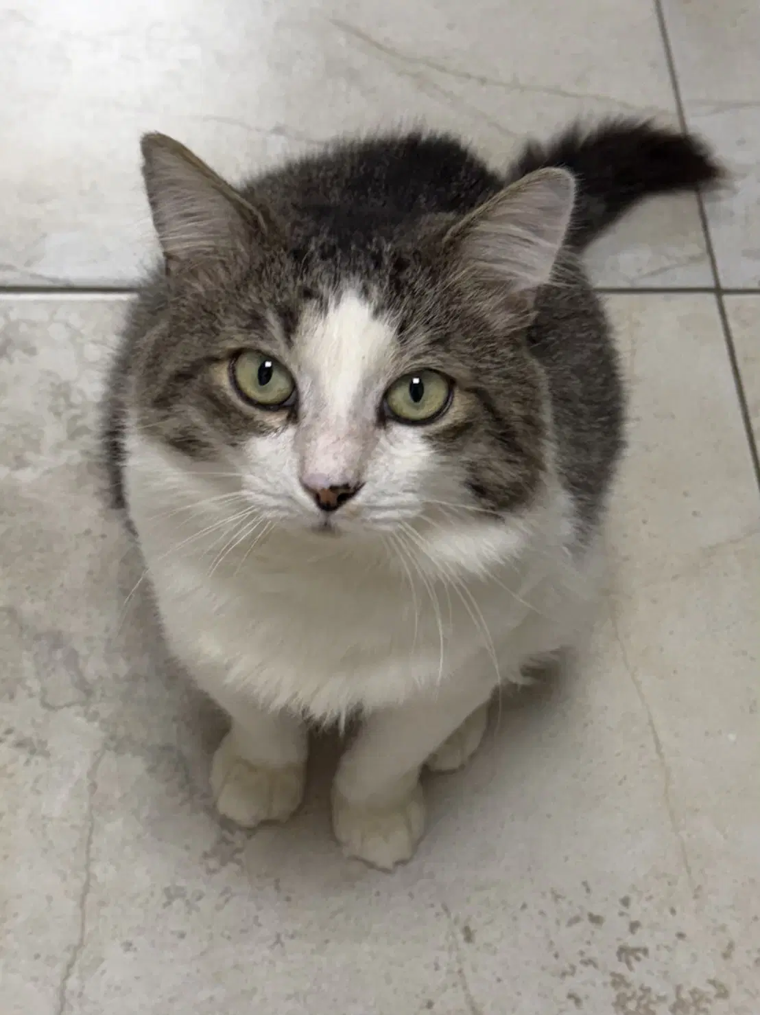 Fergus - Domestic Short Hair