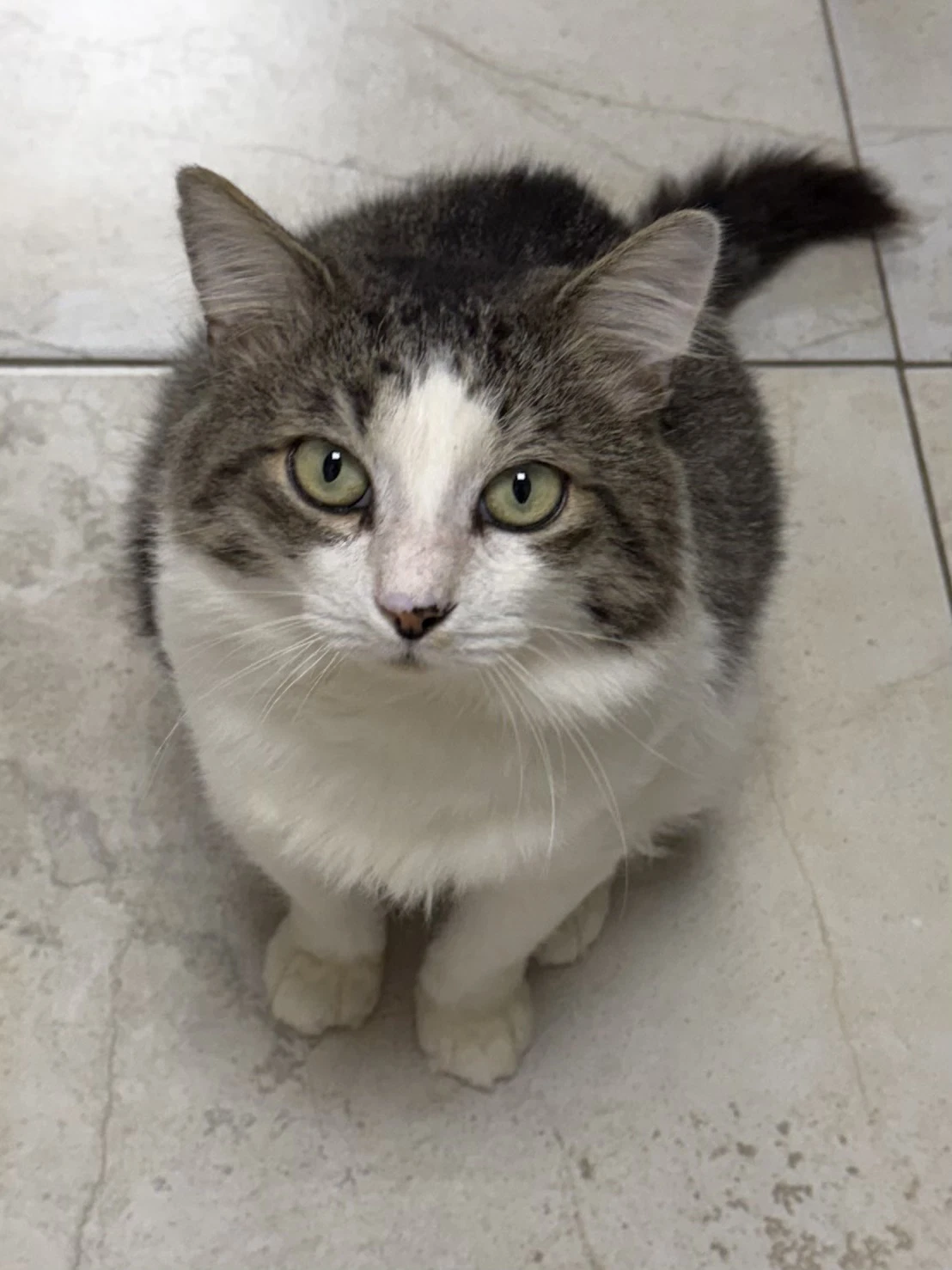 Fergus