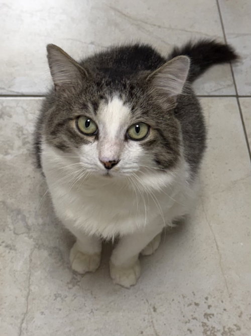 Fergus, a cat for adoption from Helping Overpopulation of Pets End