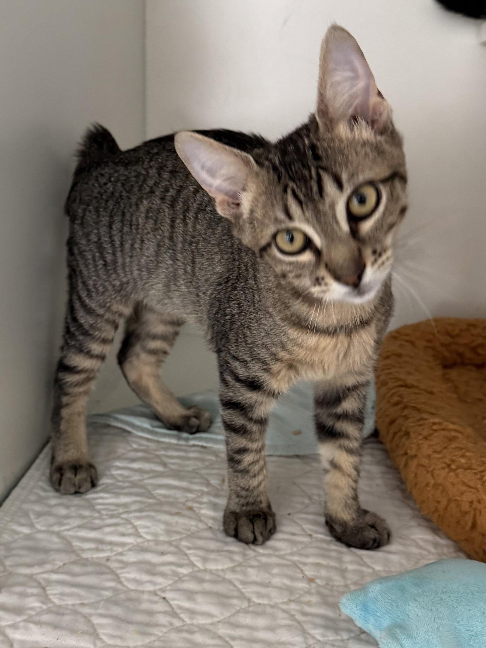 Flufflet, Domestic Short Hair