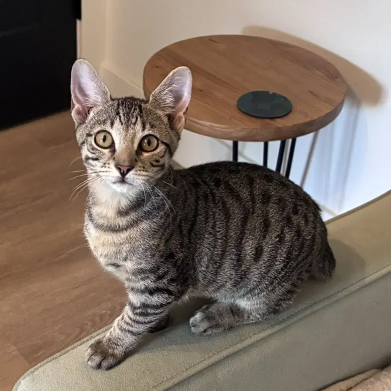 Jellycat - Domestic Short Hair