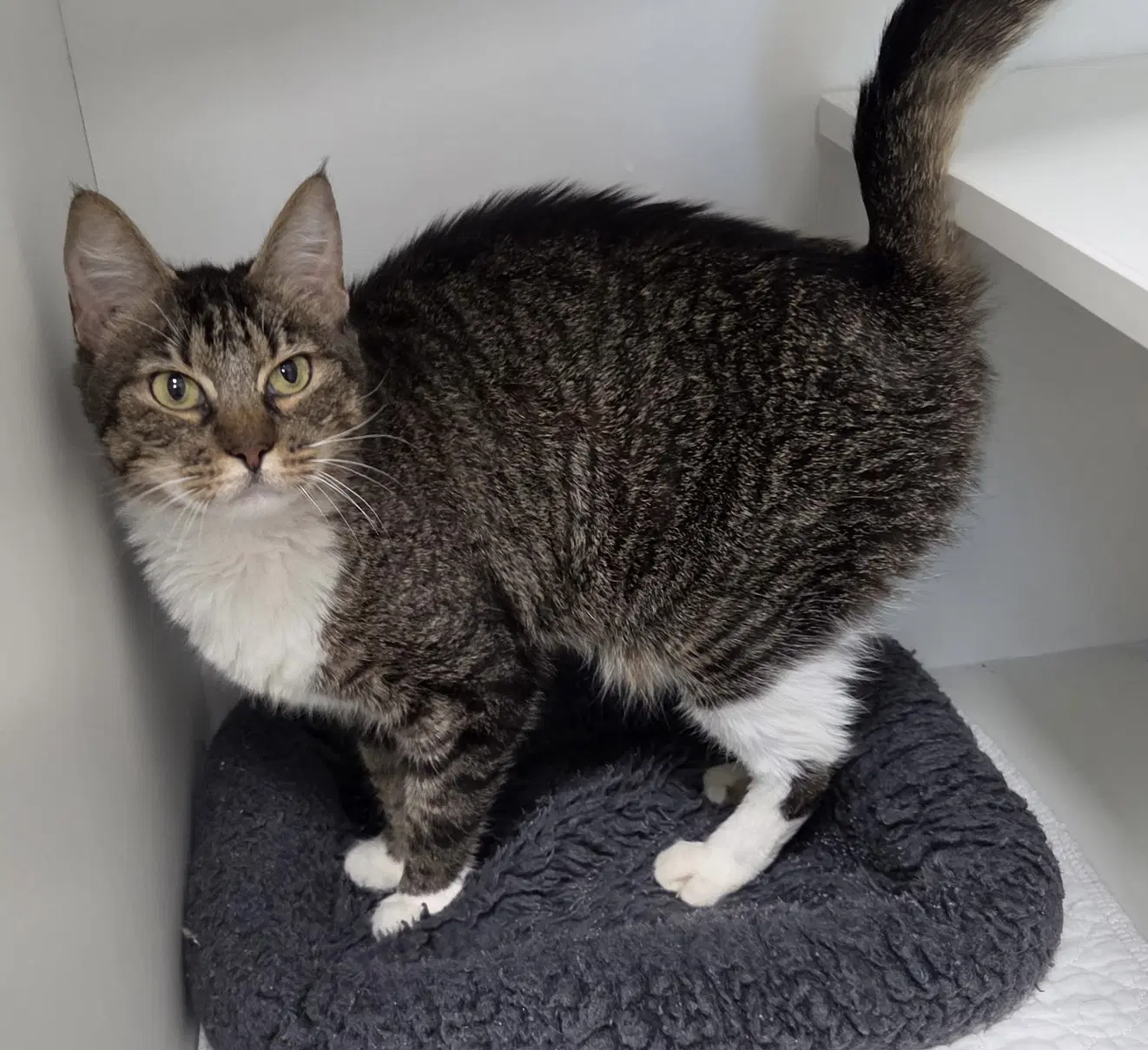 Tide - Domestic Short Hair