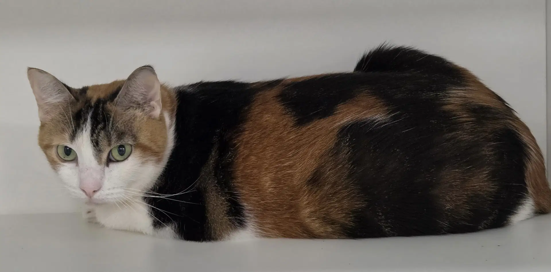 Story - Domestic Short Hair