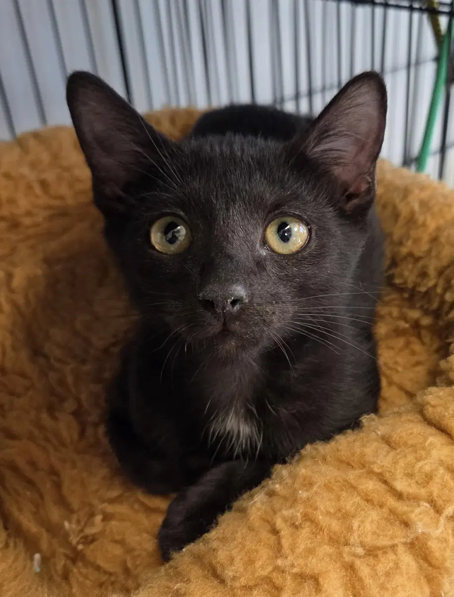 Hootsoftly image 2