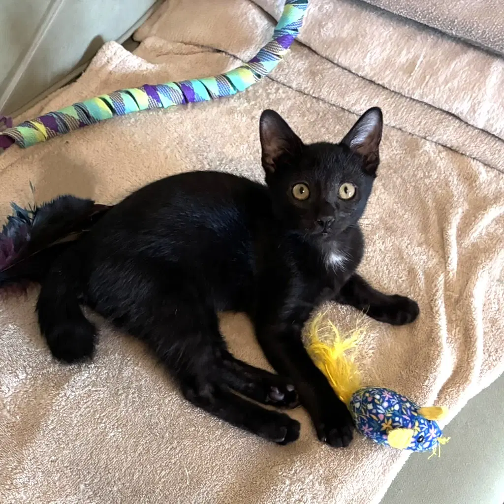 Hootsoftly - Domestic Short Hair