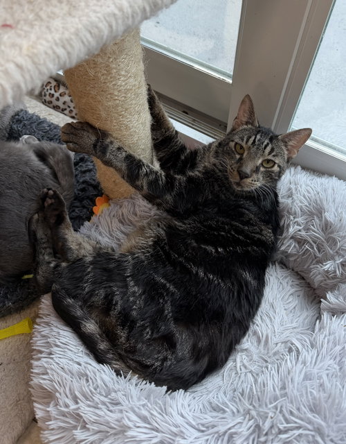 Moonie, a cat for adoption from Helping Overpopulation of Pets End