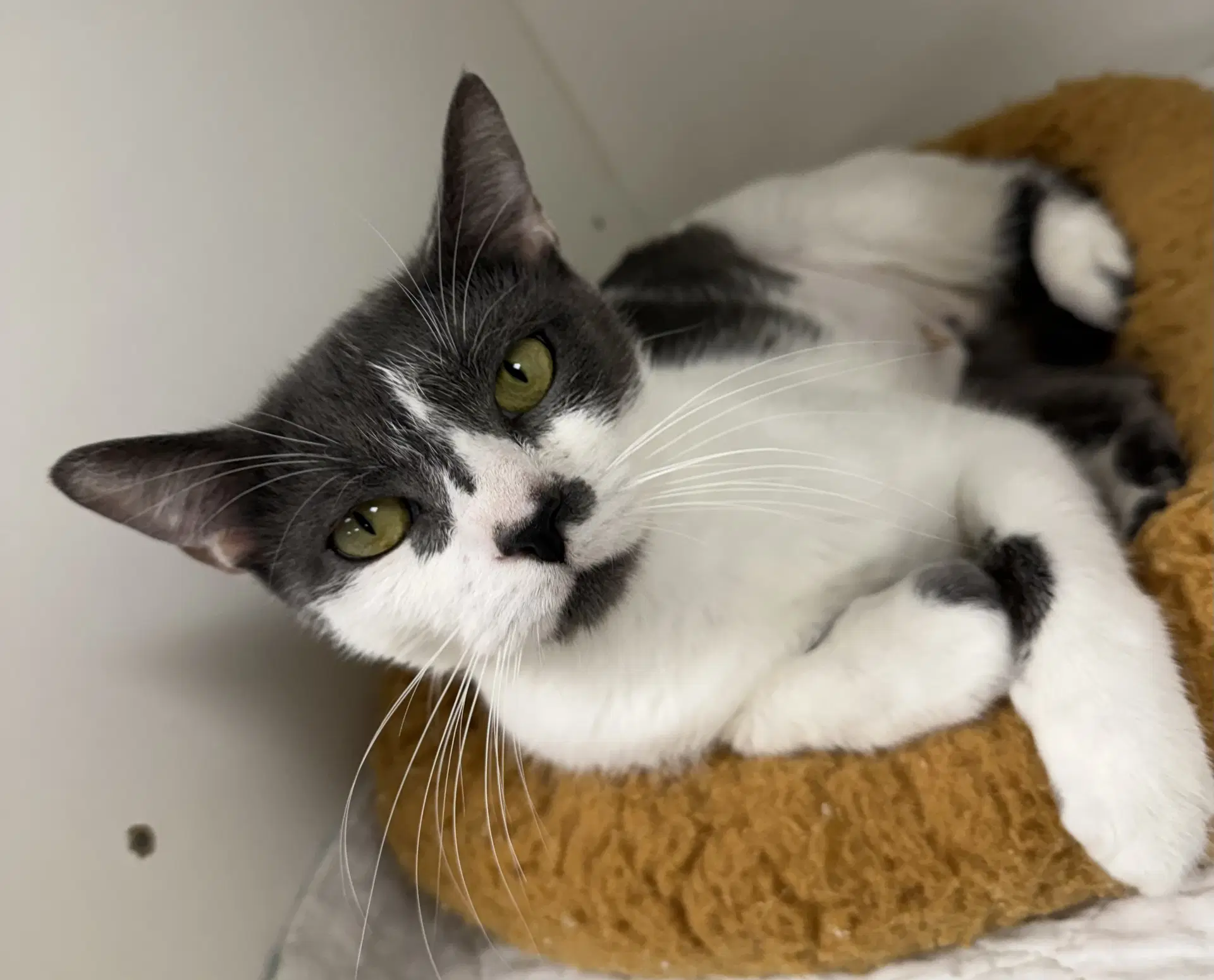 Anniephylaxis - Domestic Short Hair