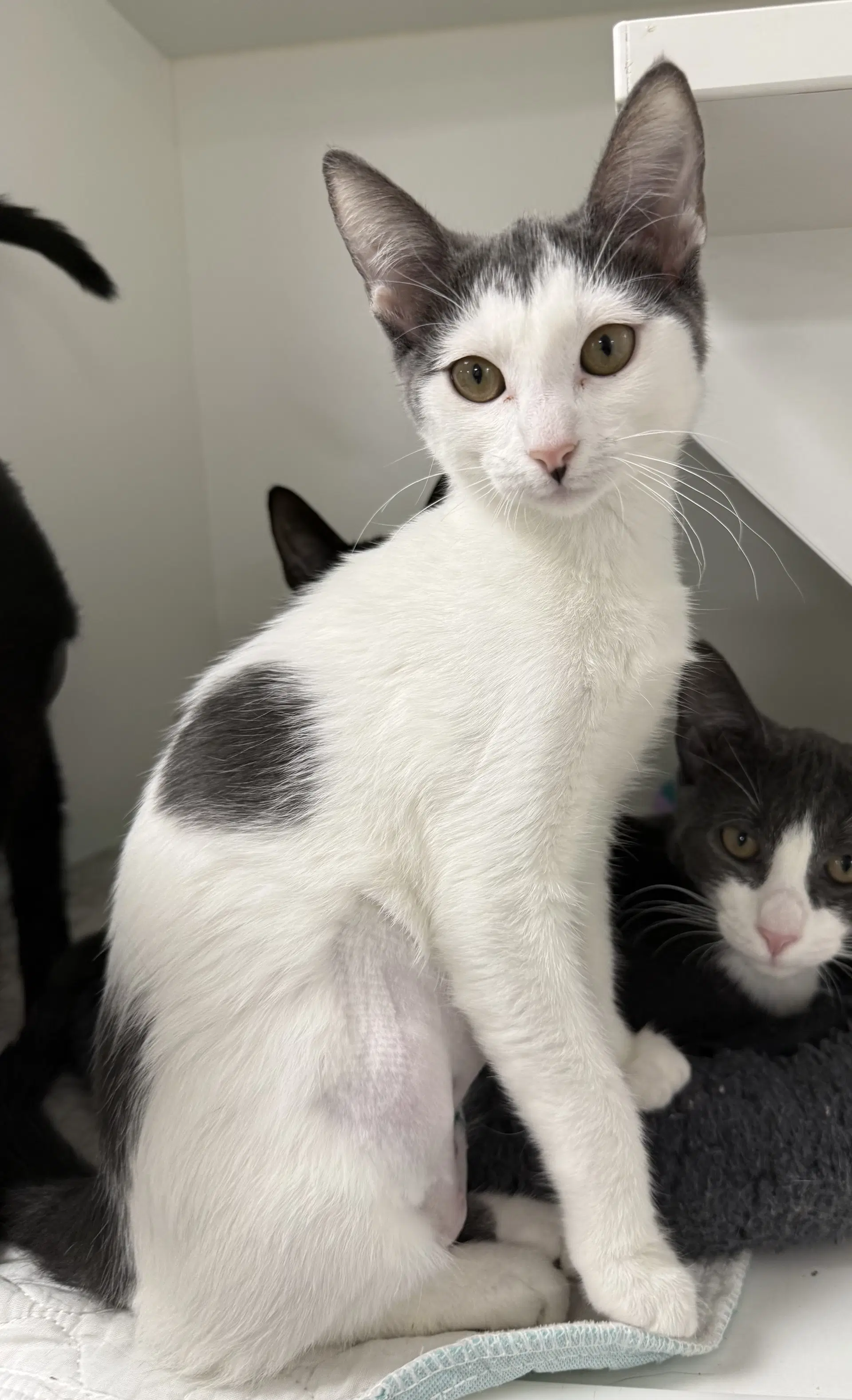 Starr - Domestic Short Hair